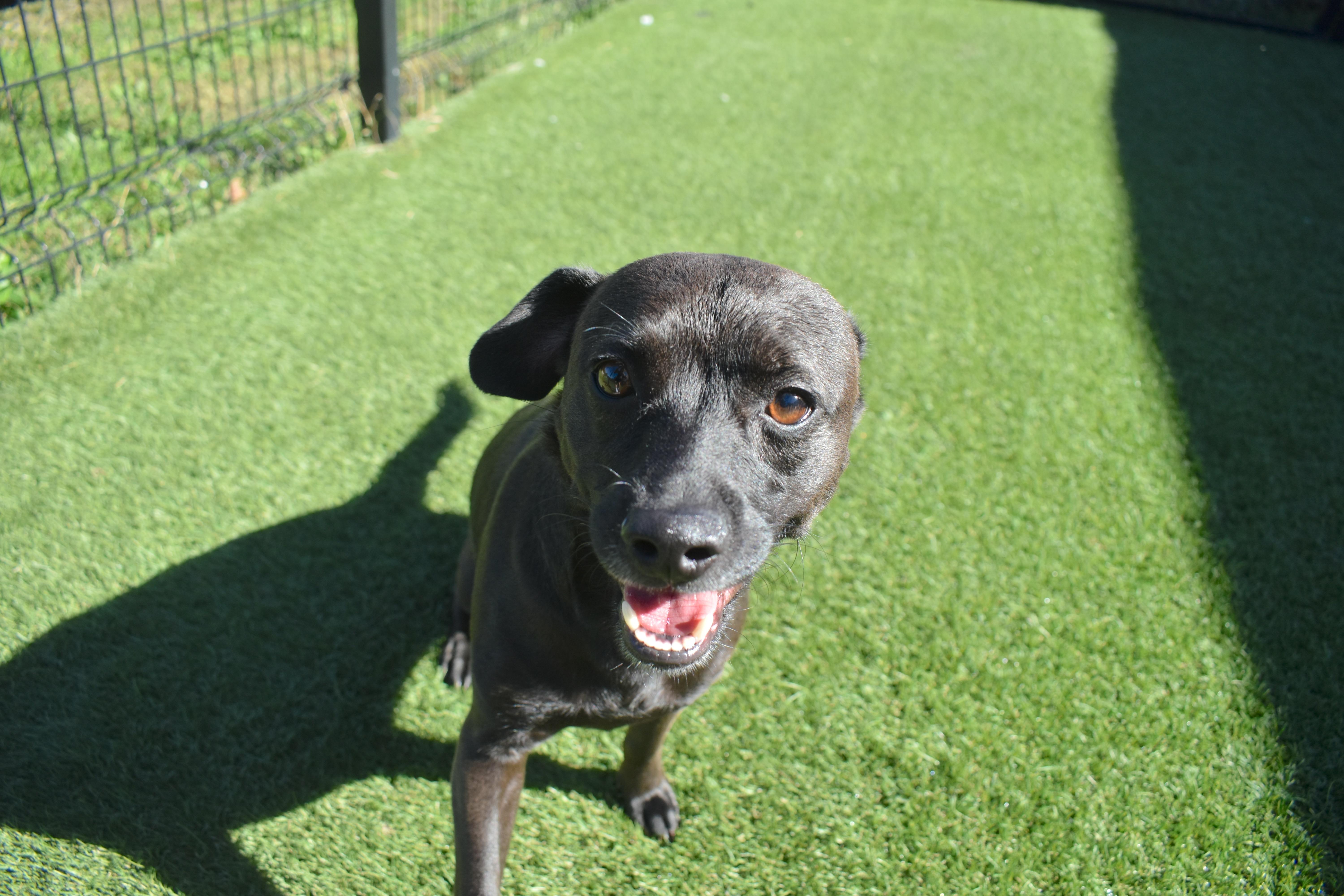 Enlarge Gibby, a Adopted mixed breed in Auburn, NE image 3/5
