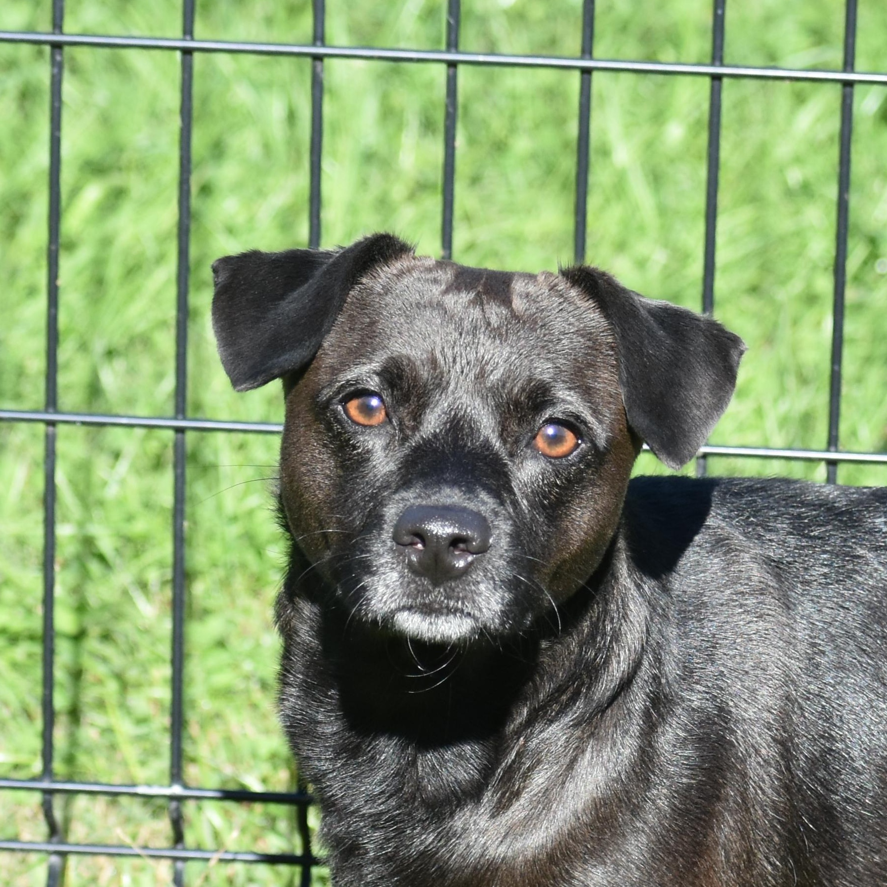 Enlarge Gibby, a Adopted mixed breed in Auburn, NE image 1/5