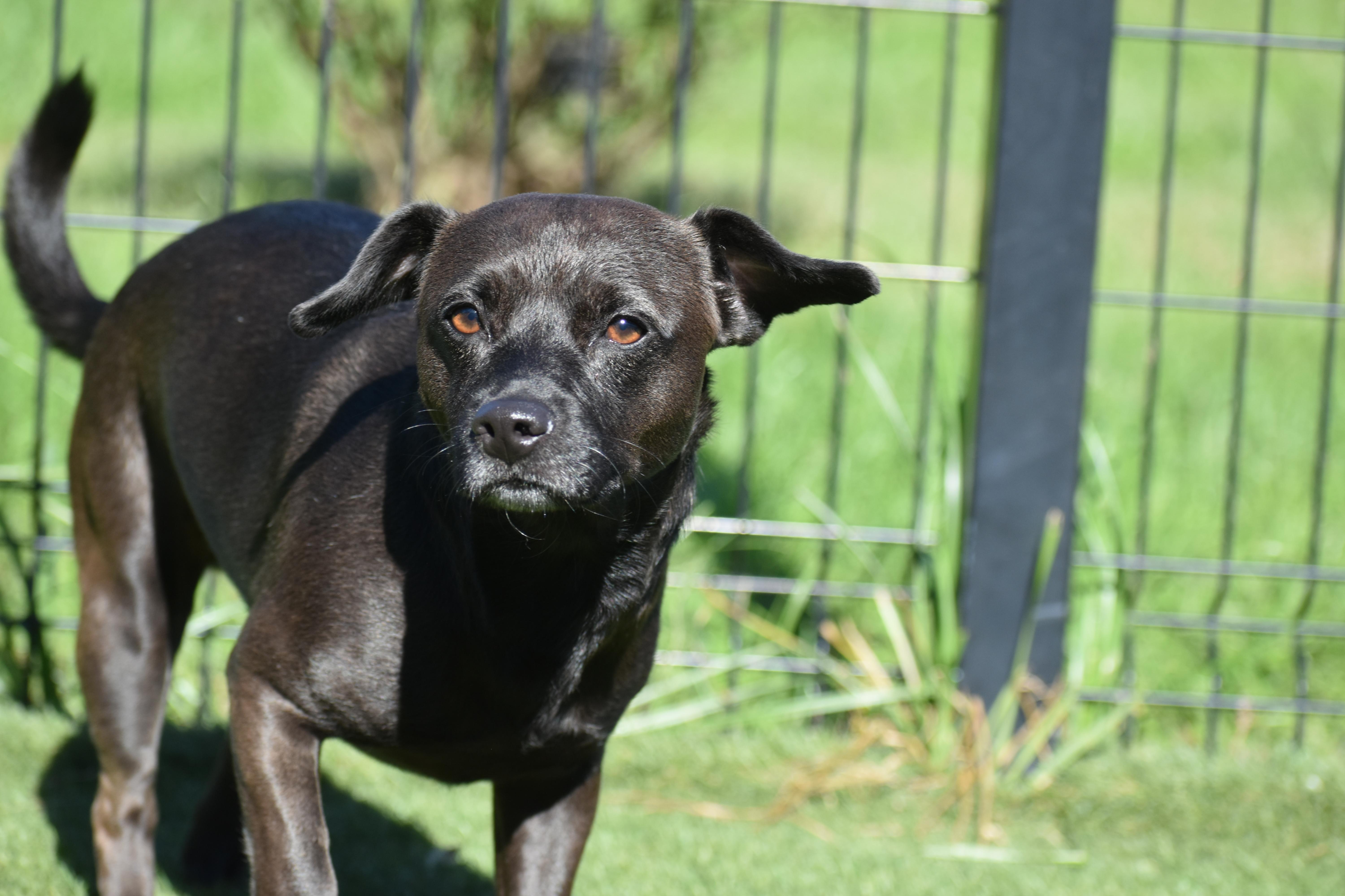 Enlarge Gibby, a Adopted mixed breed in Auburn, NE image 2/5