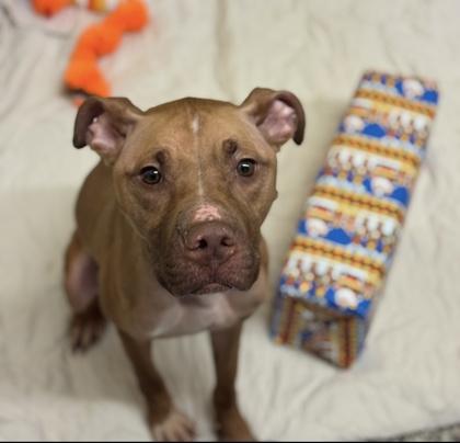 Frank, Adoptable, Adult Male Pit Bull Terrier & Mixed Breed.