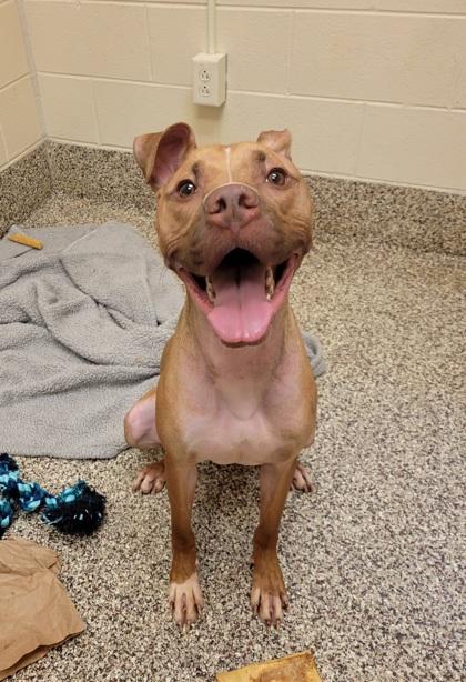 Enlarge Frank, a Adoptable mixed breed in Detroit, MI image 2/2