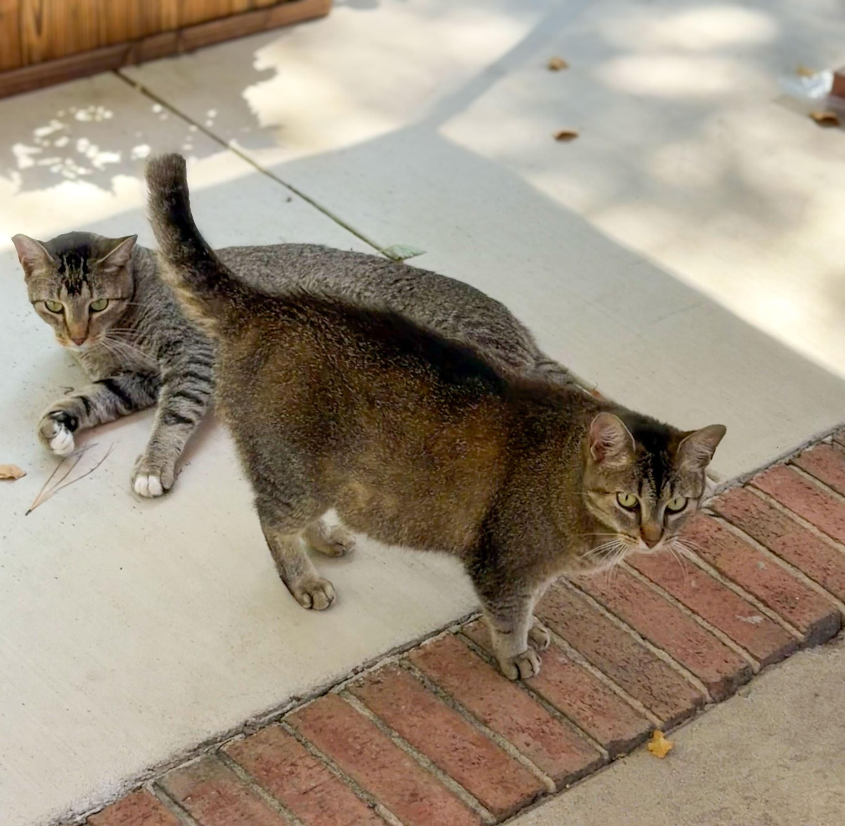 Enlarge Summer, a Adoptable Domestic Short Hair in Northwood, NH image 2/3