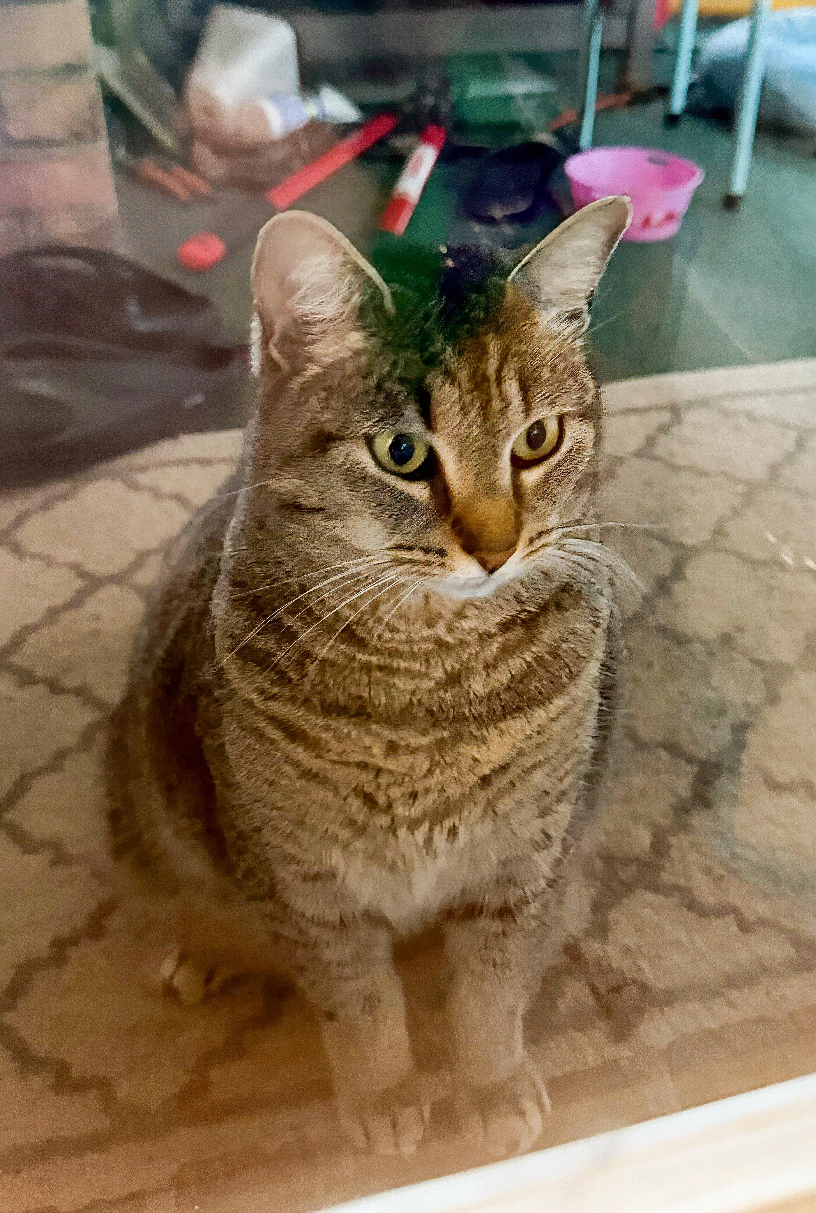 Enlarge Summer, a Adoptable Domestic Short Hair in Northwood, NH image 3/3