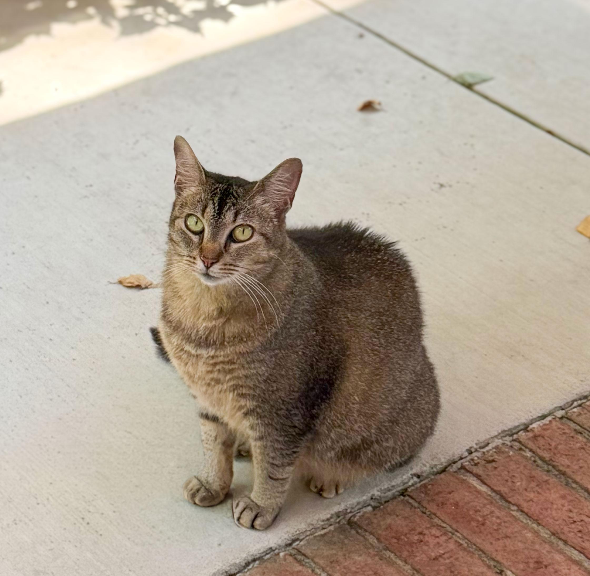 Summer, Adoptable, Young Female Domestic Short Hair.