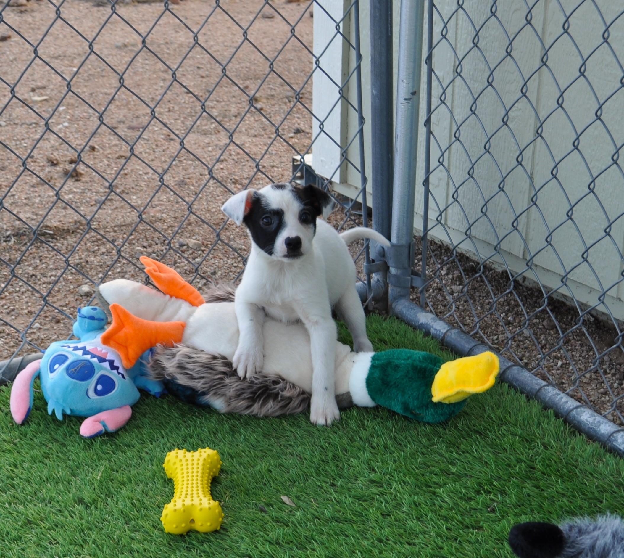 Enlarge Pinot, an adopted mixed breed in Apache Junction, AZ image 3/5