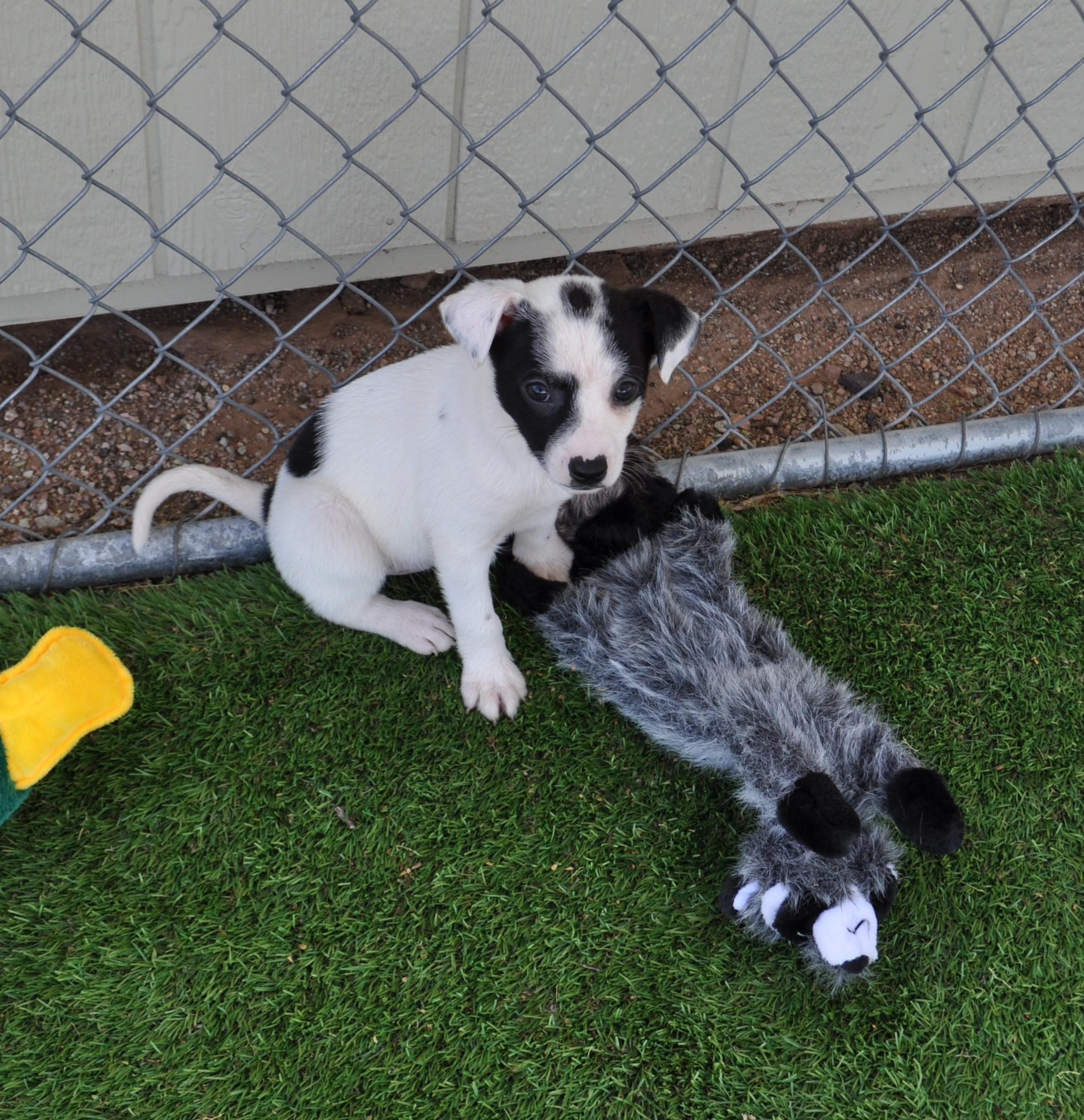 Enlarge Pinot, an adopted mixed breed in Apache Junction, AZ image 2/5