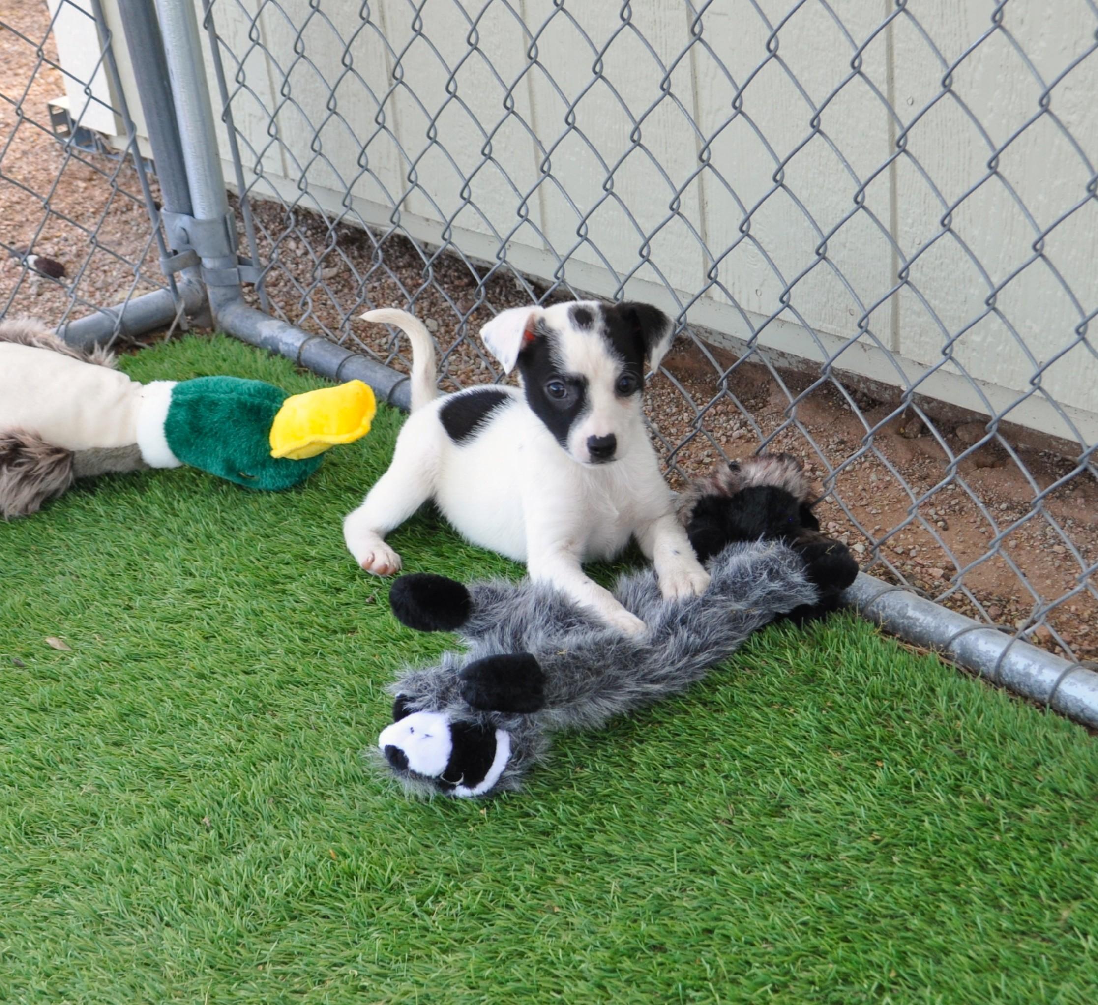 Pinot, adopted, Puppy Female Jack Russell Terrier & Italian Greyhound.