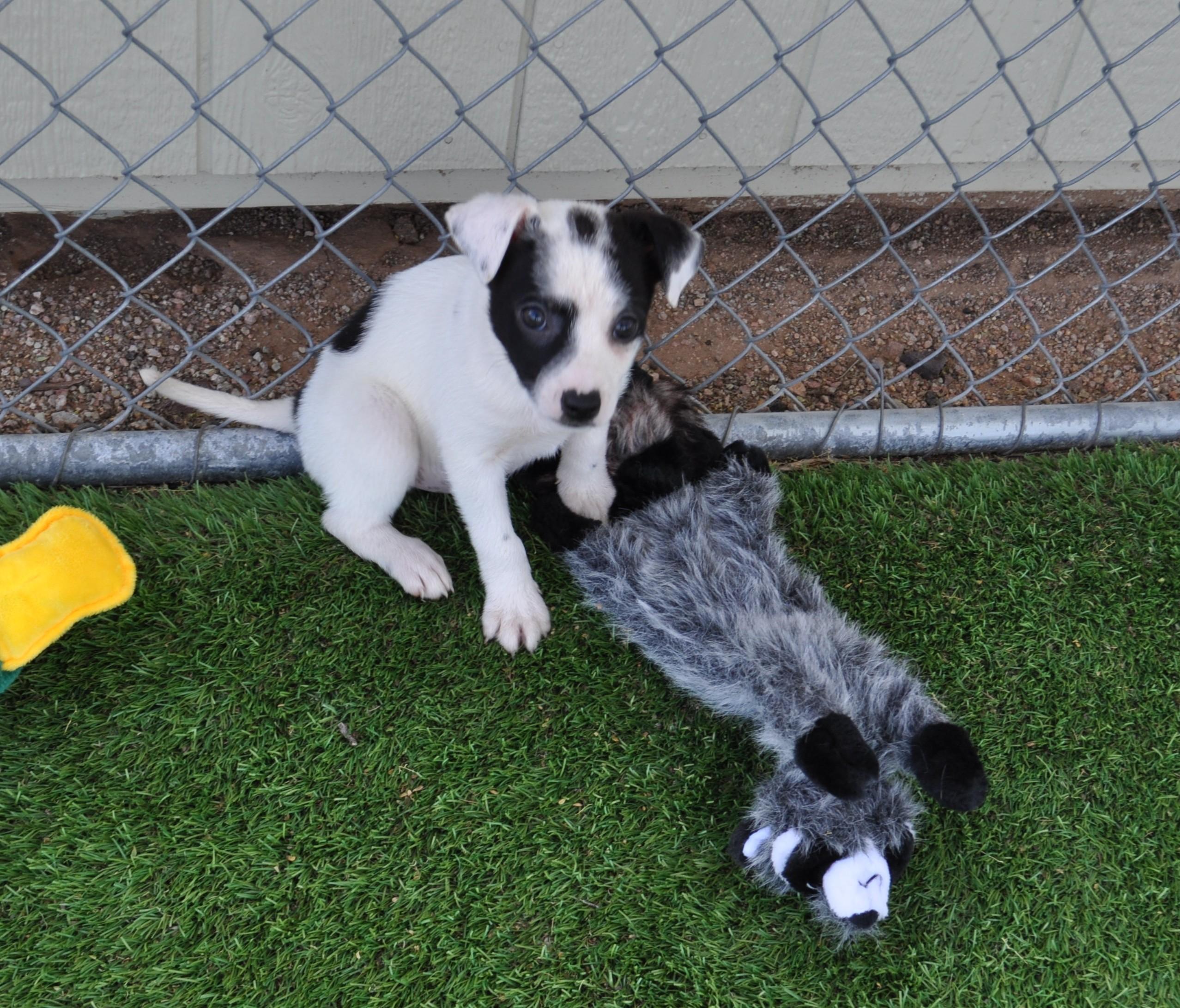 Enlarge Pinot, an adopted mixed breed in Apache Junction, AZ image 4/5