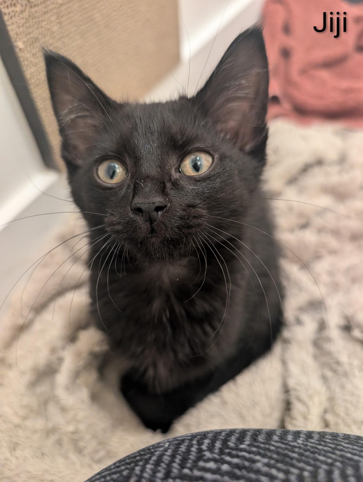 Jiji, a ADOPTABLE Domestic Short Hair in Indianapolis, IN image 1/5