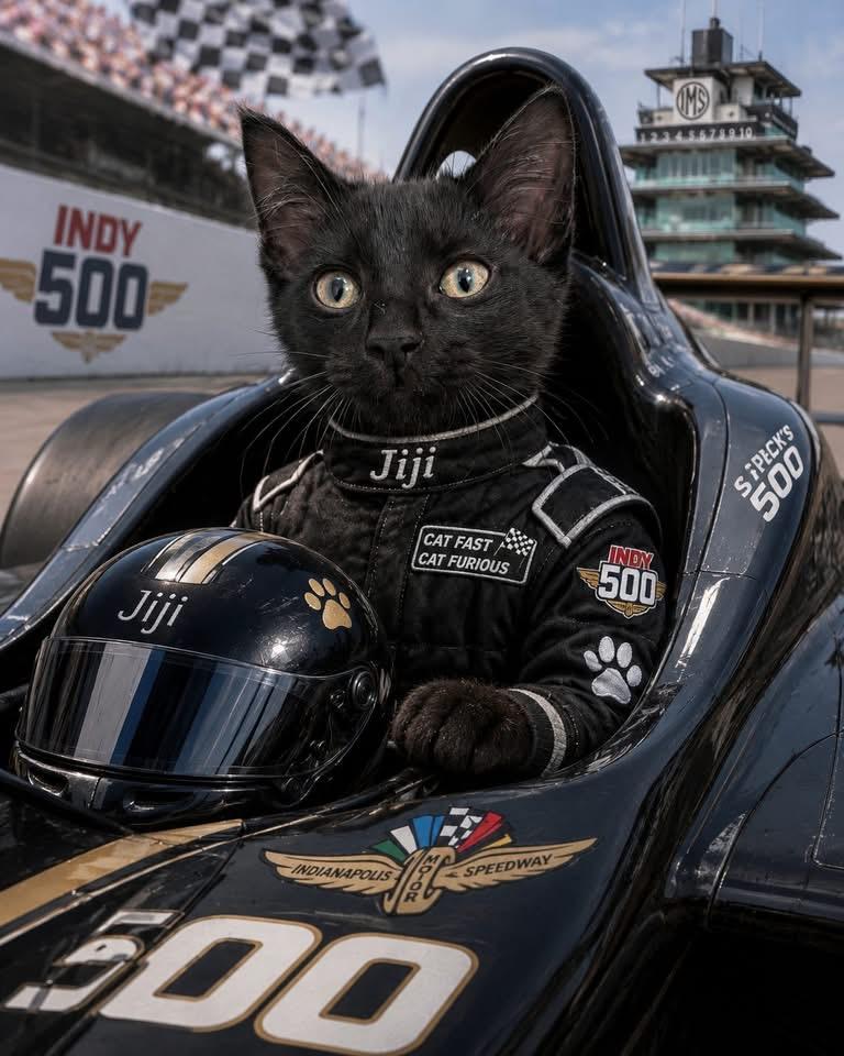 Jiji, a ADOPTABLE Domestic Short Hair in Indianapolis, IN image 4/5
