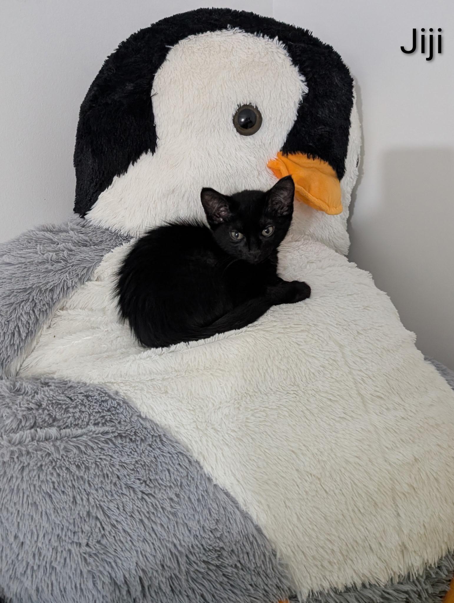 Jiji, a ADOPTABLE Domestic Short Hair in Indianapolis, IN image 2/5
