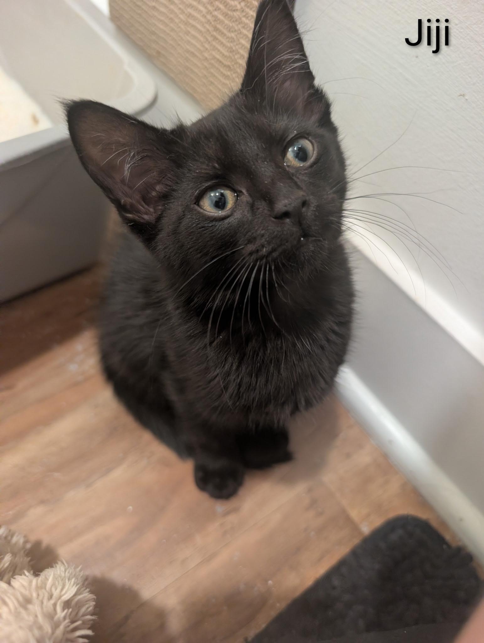 Jiji, a ADOPTABLE Domestic Short Hair in Indianapolis, IN image 3/5