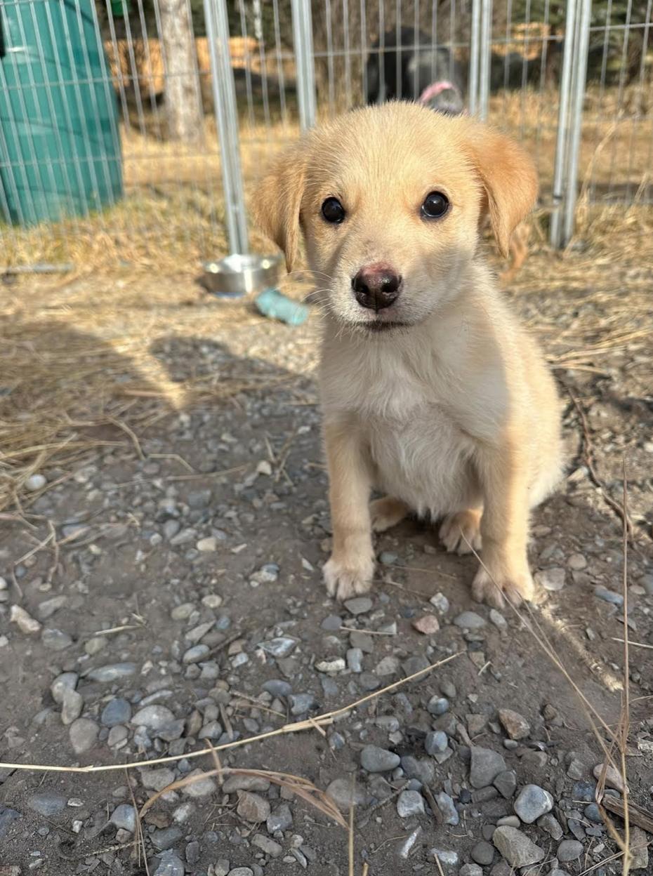 Pluto, Adoptable, Puppy Female Rottweiler & Husky.