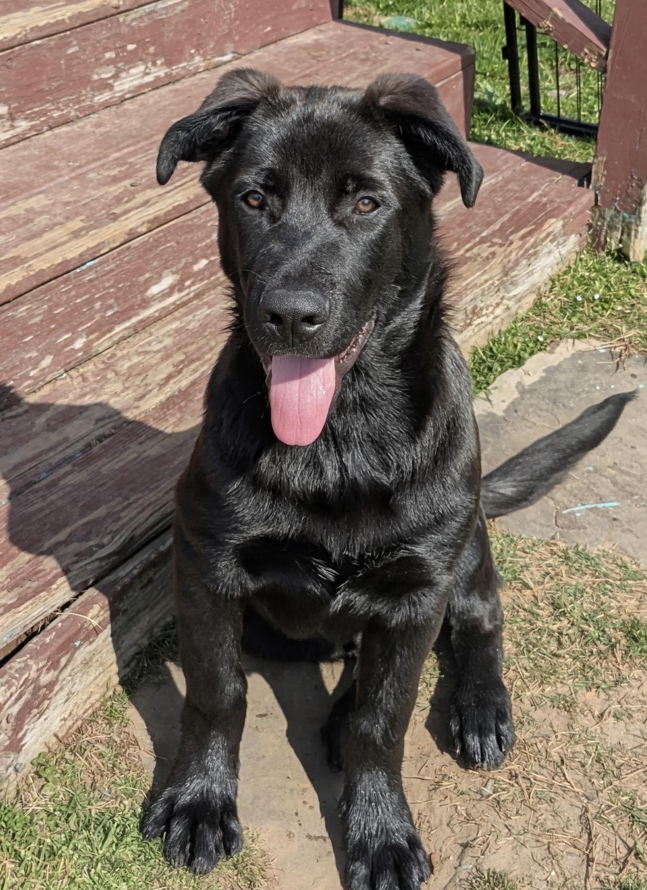 Enlarge Yeti, a ADOPTABLE German Shepherd Dog in Fort Payne, AL image 1/1