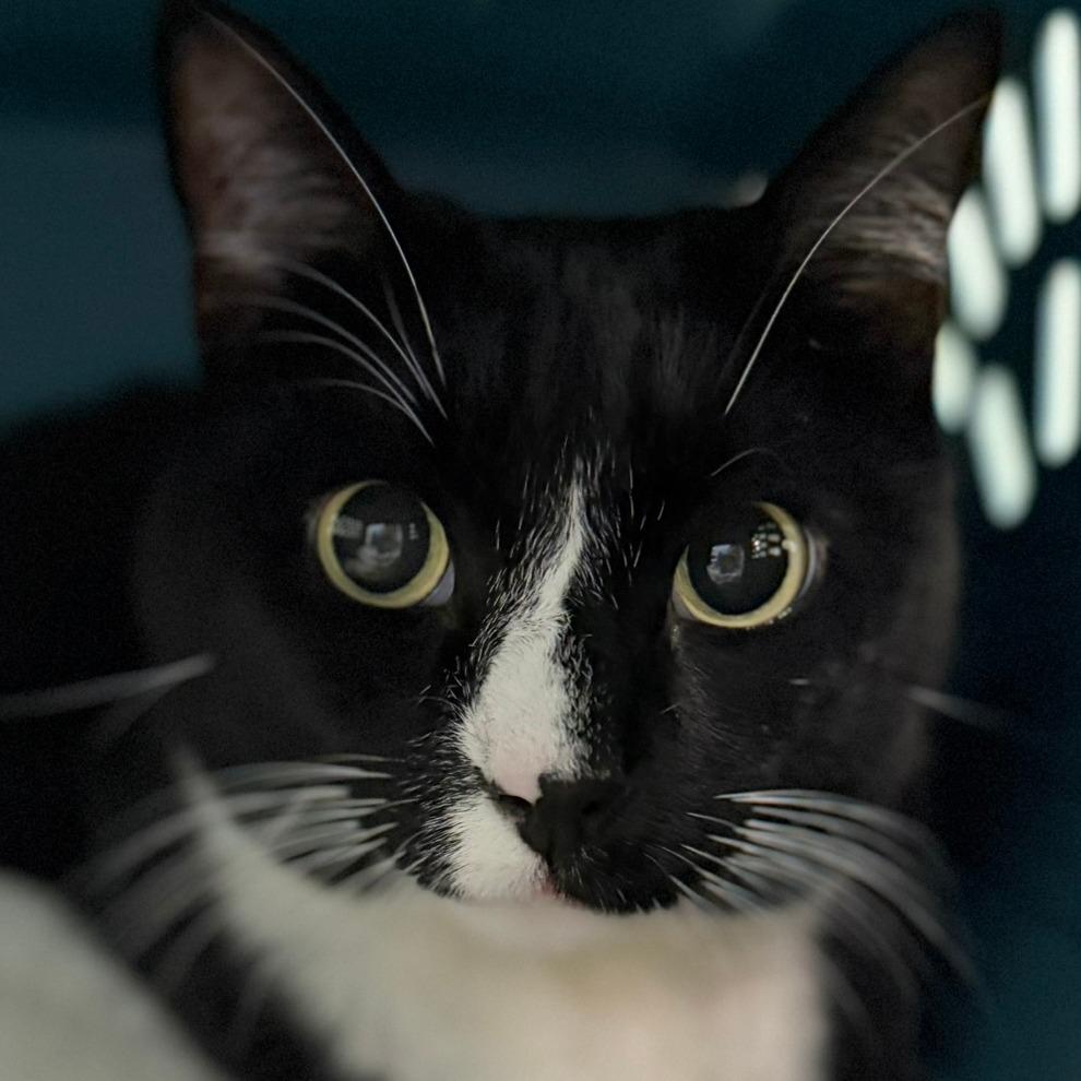 Yukon, Adoptable, Senior Female Domestic Short Hair & Mixed Breed.