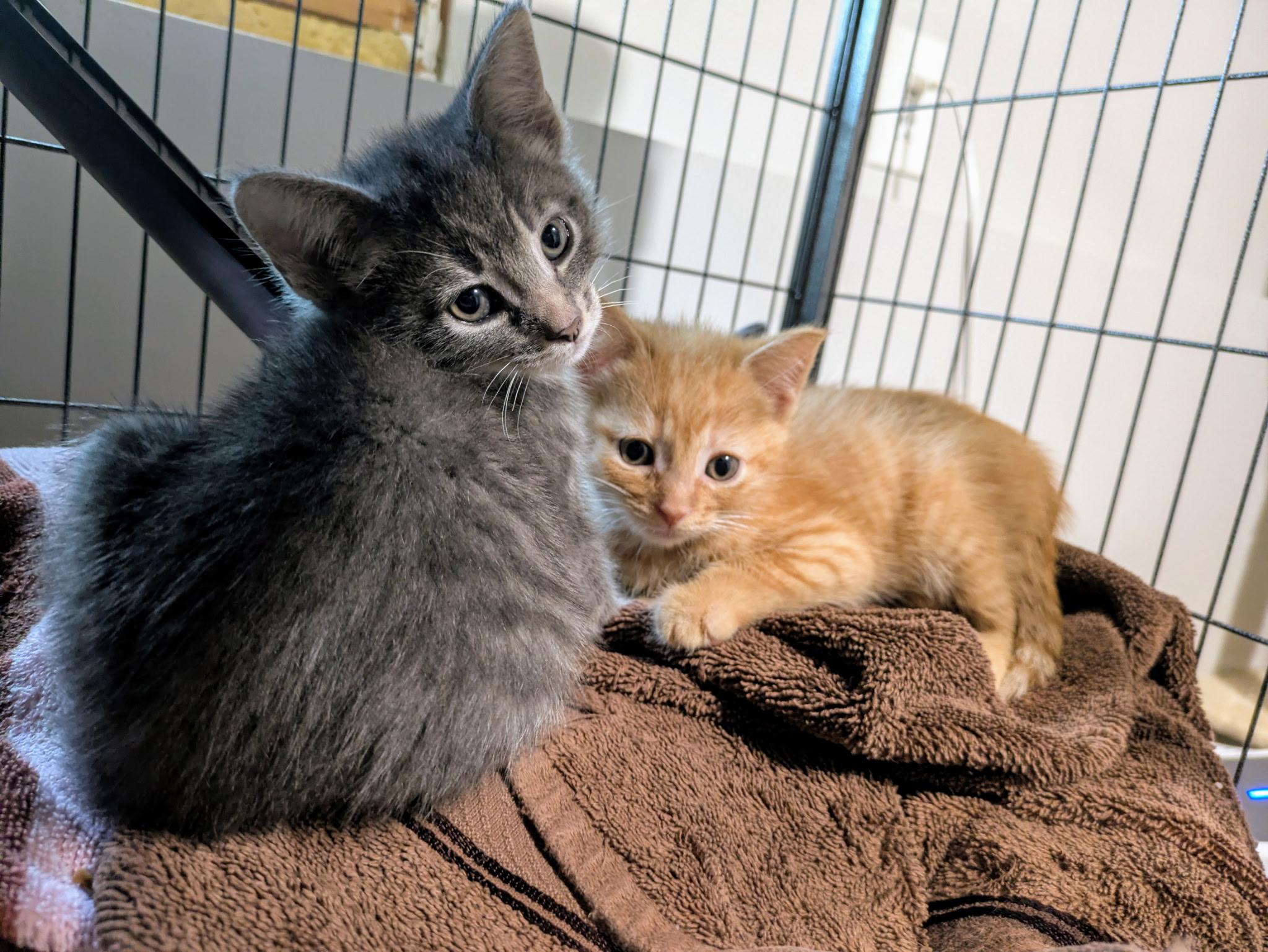 Pet Image