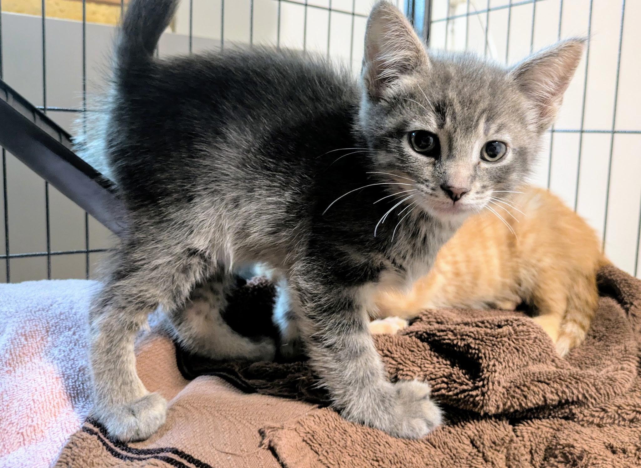 Cat for adoption - Banner Mom (Freda), a Domestic Short Hair