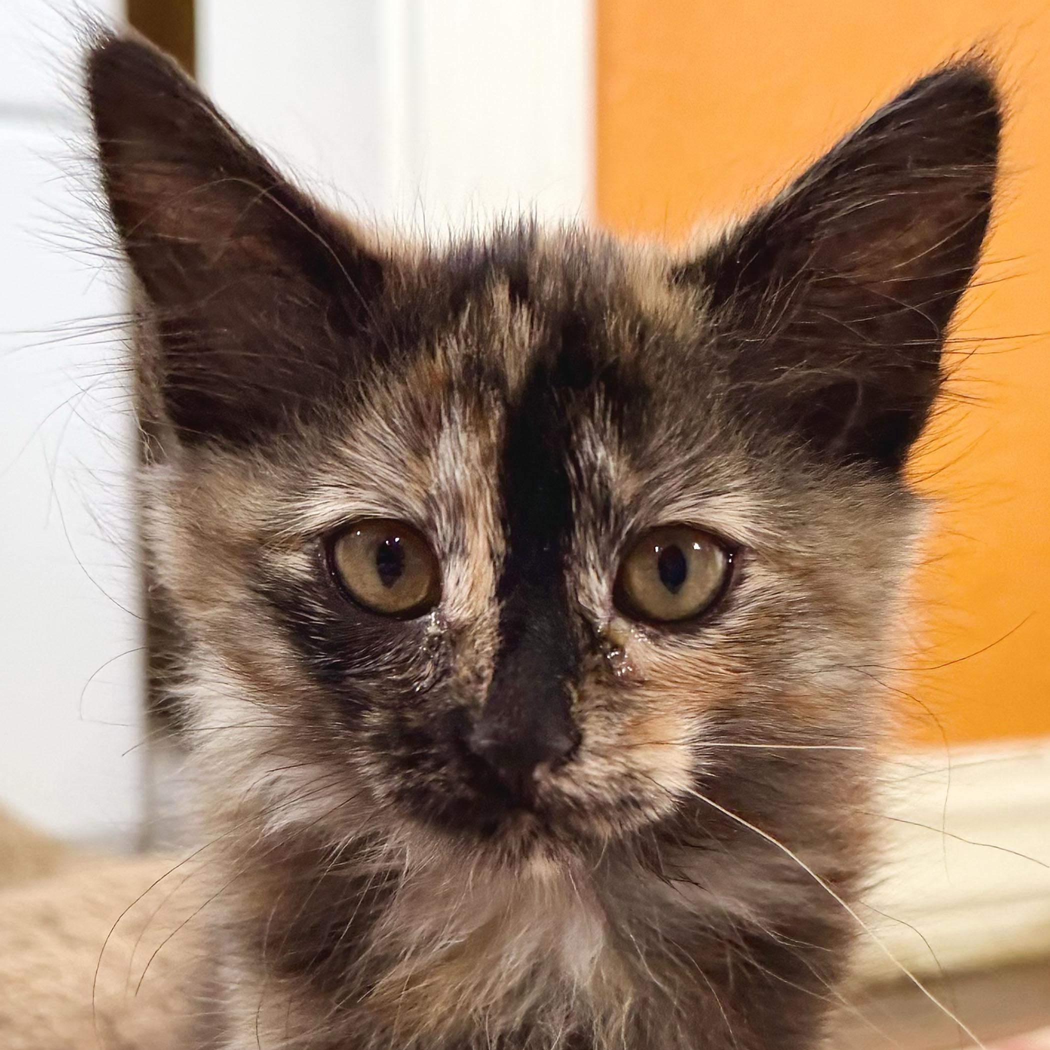 Ophilia, a ADOPTABLE Domestic Medium Hair in Salinas, CA image 4/5