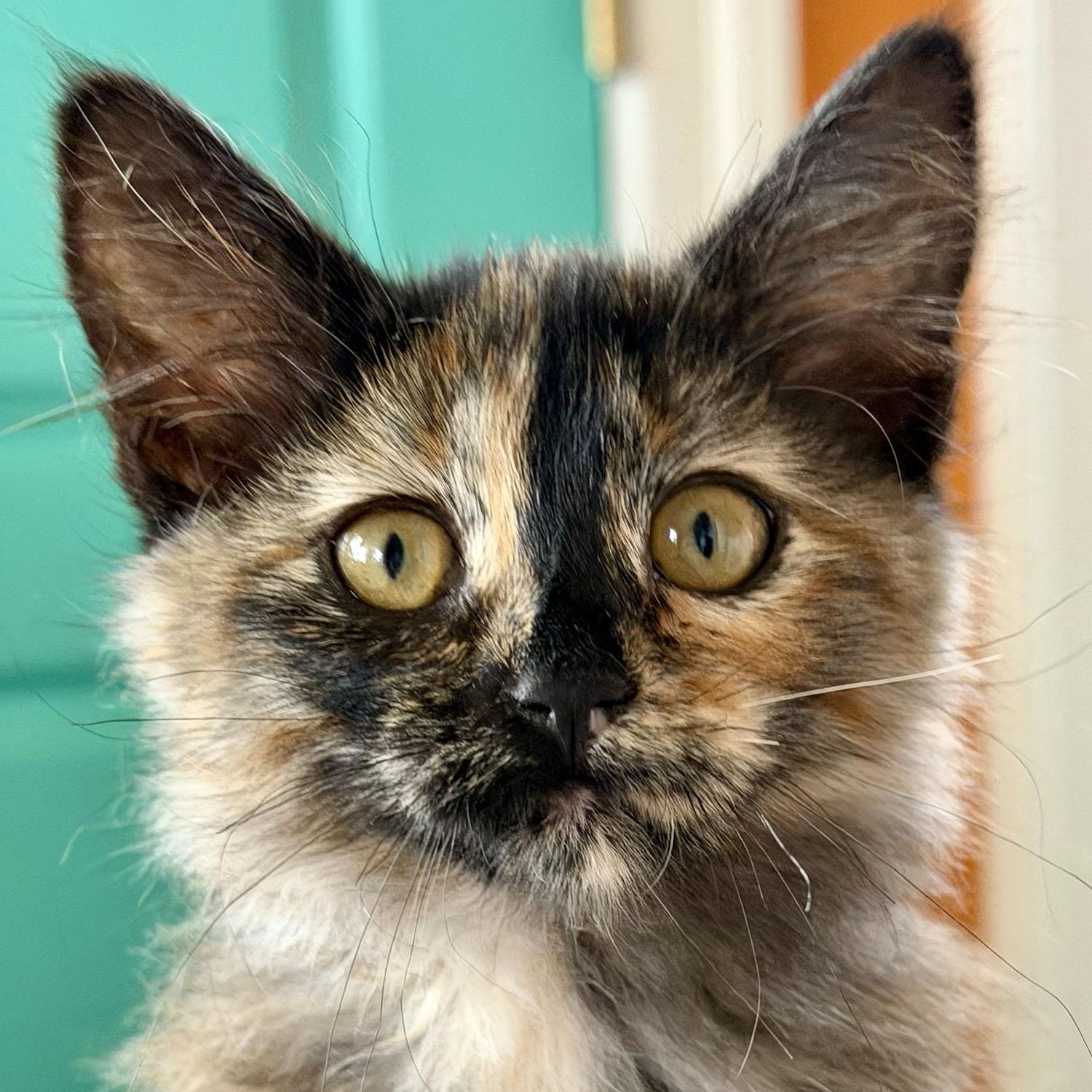 Ophilia, a ADOPTABLE Domestic Medium Hair in Salinas, CA image 3/5
