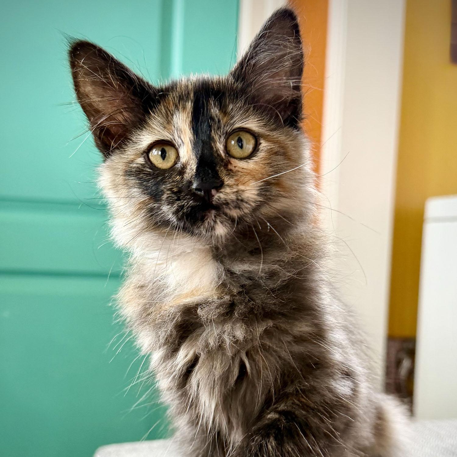 Ophilia, a ADOPTABLE Domestic Medium Hair in Salinas, CA image 5/5