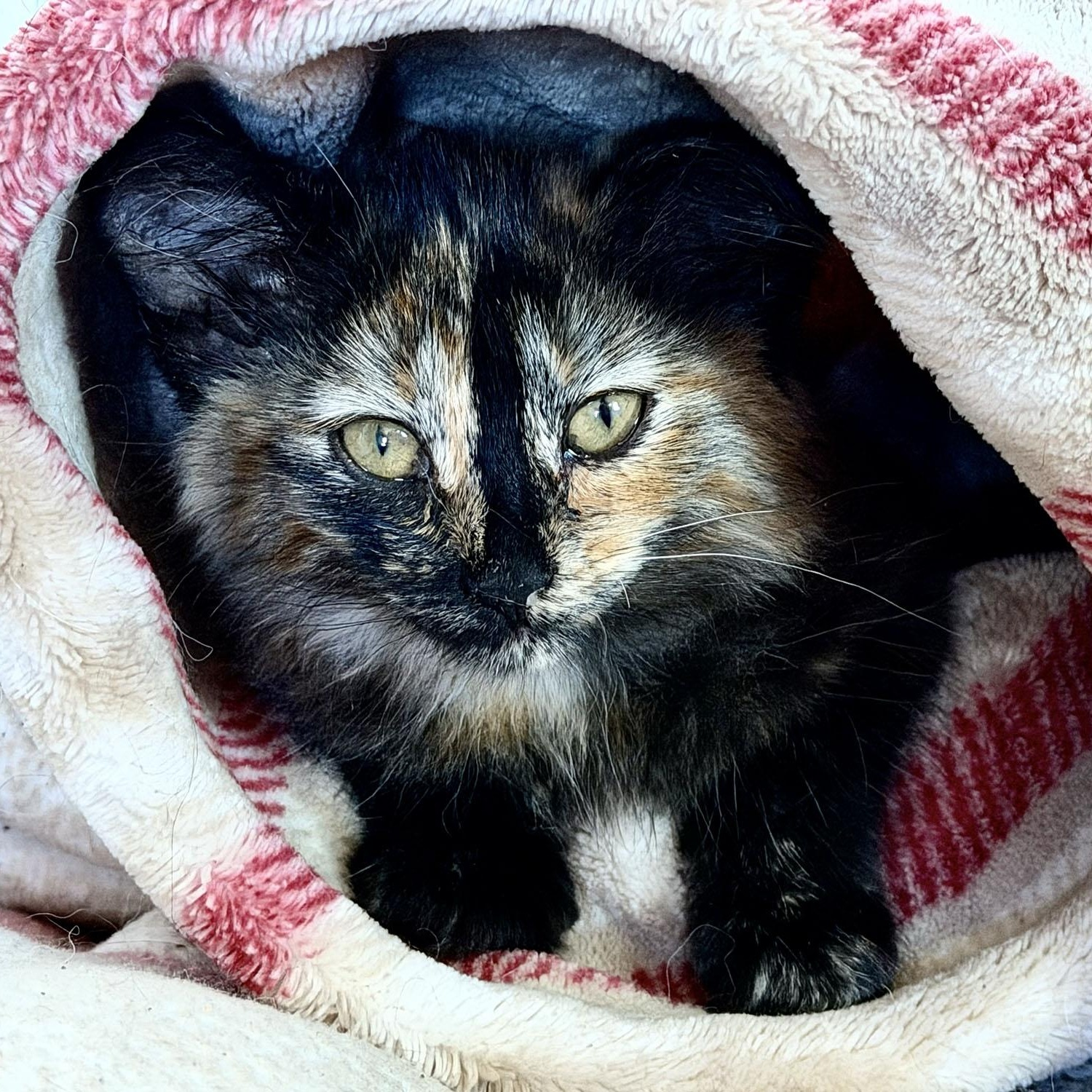 Ophilia, a ADOPTABLE Domestic Medium Hair in Salinas, CA image 2/5