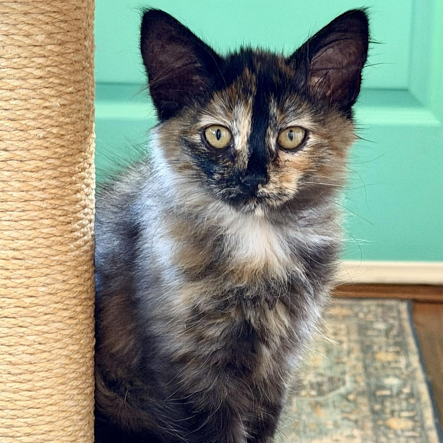 Ophilia, a ADOPTABLE Domestic Medium Hair in Salinas, CA image 1/5