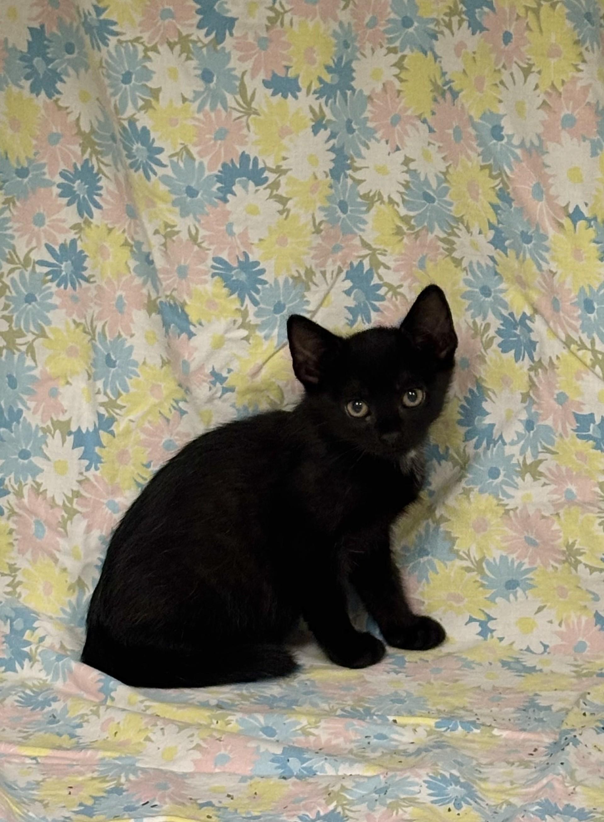 Hammer, an adopted mixed breed in Shepherdsville, KY image 2/2
