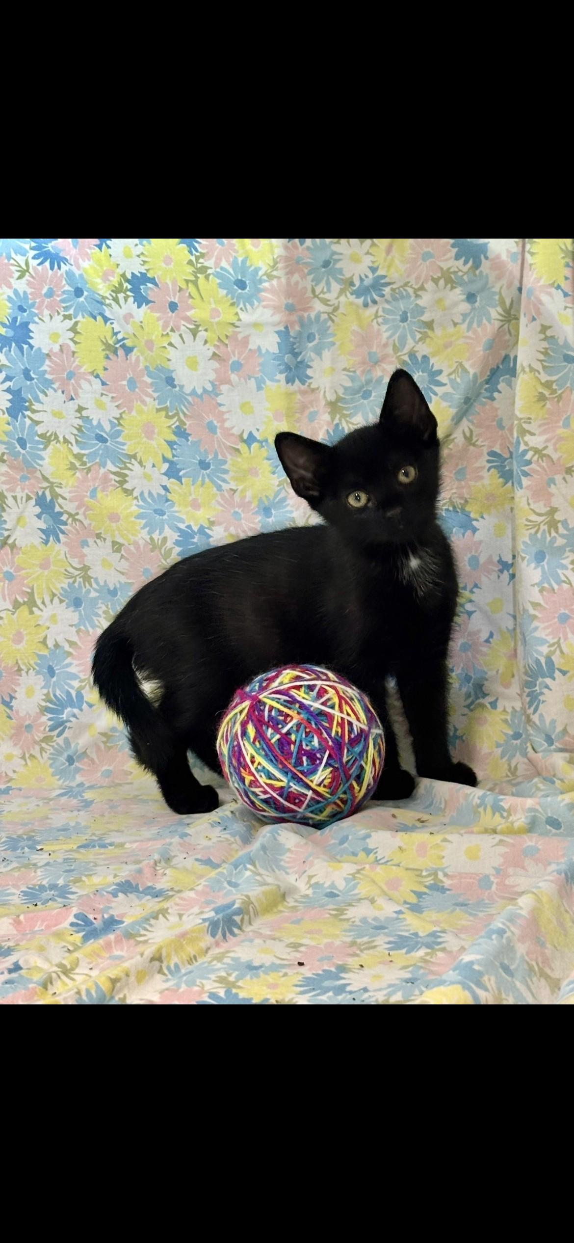 Hammer, an adopted mixed breed in Shepherdsville, KY image 1/2