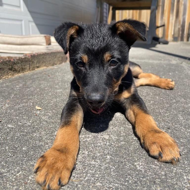 Enlarge Leonard, a Adoptable mixed breed in Tacoma, WA image 1/3