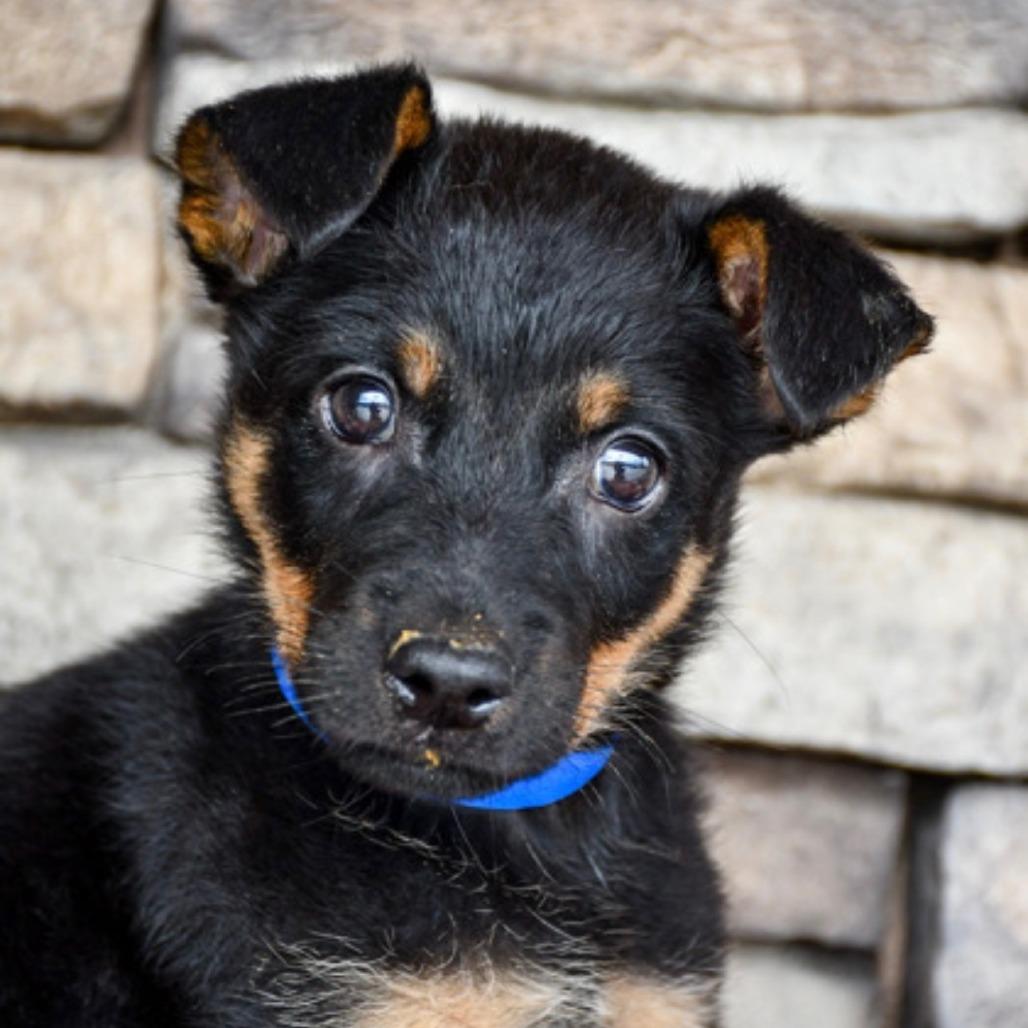 Enlarge Leonard, a Adoptable mixed breed in Tacoma, WA image 2/3