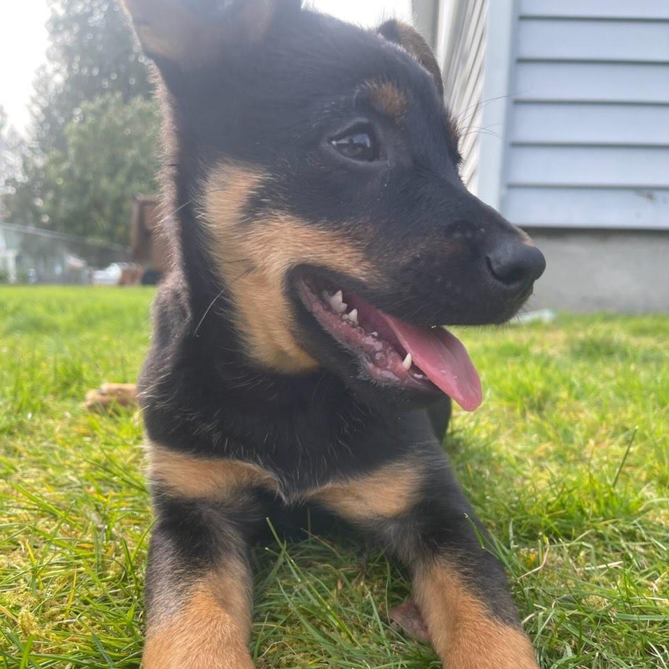 Enlarge Leonard, a Adoptable mixed breed in Tacoma, WA image 3/3