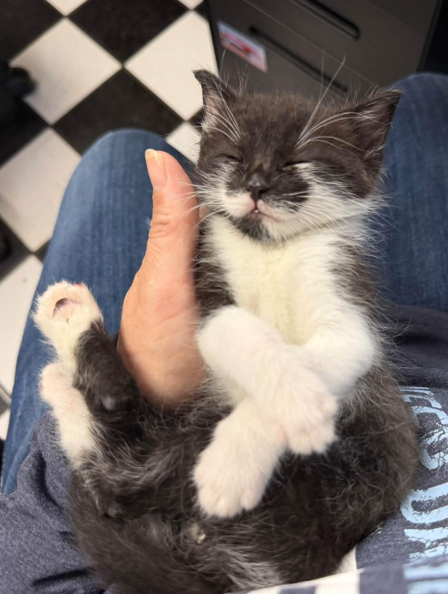 Enlarge Lux, a Adopted Domestic Short Hair in GALESVILLE, WI image 1/1