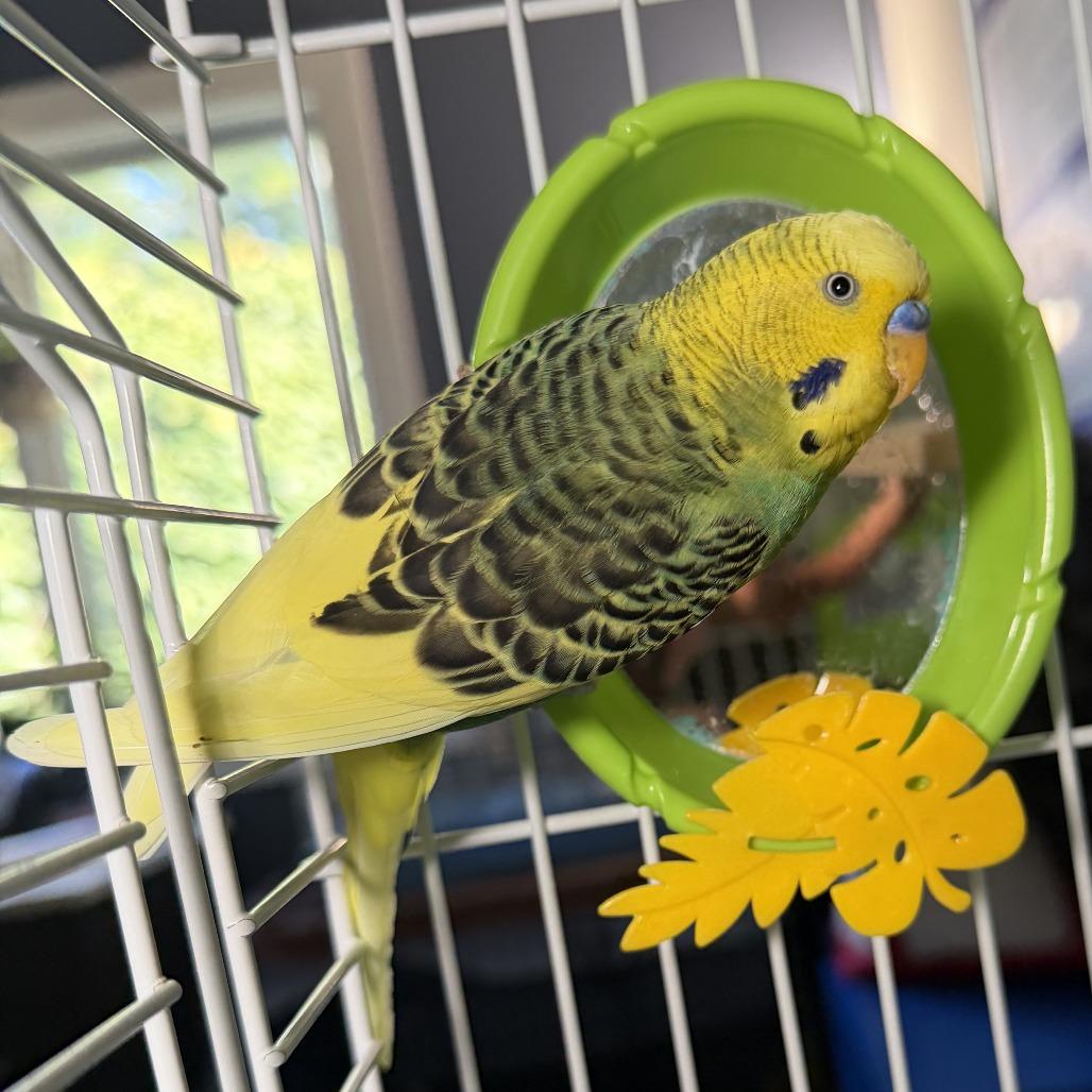 Braviary, Adoptable, Baby Male Parakeet (Other).