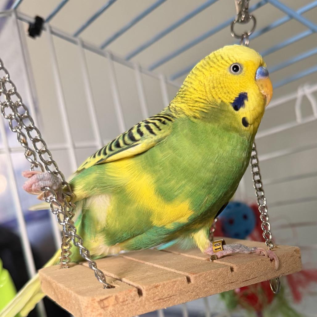 Enlarge Braviary, a Adoptable Parakeet (Other) in Kennebunk, ME image 2/2