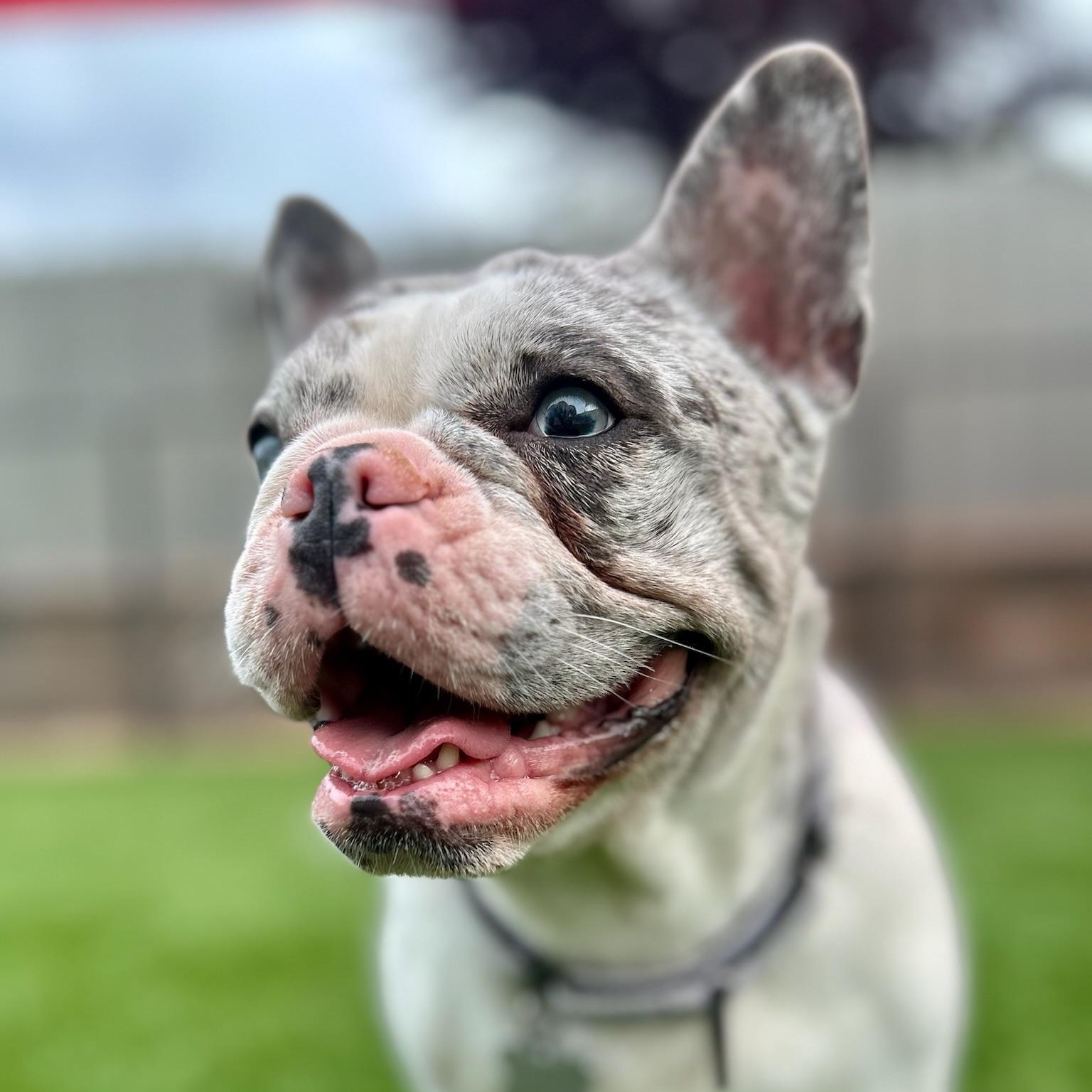 Enlarge Harley, a ADOPTABLE French Bulldog in Citrus Heights, CA image 1/6