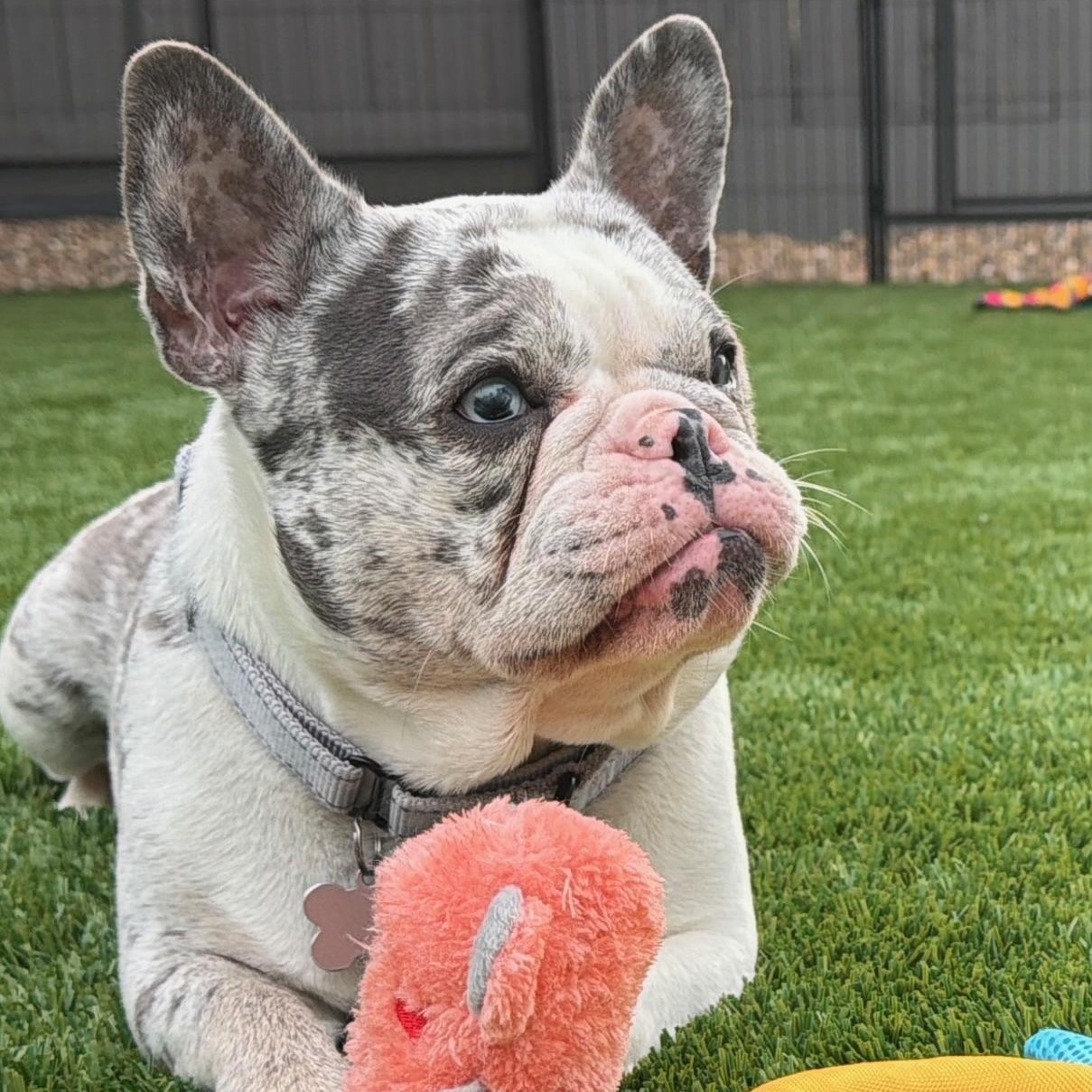 Enlarge Harley, a ADOPTABLE French Bulldog in Citrus Heights, CA image 2/6
