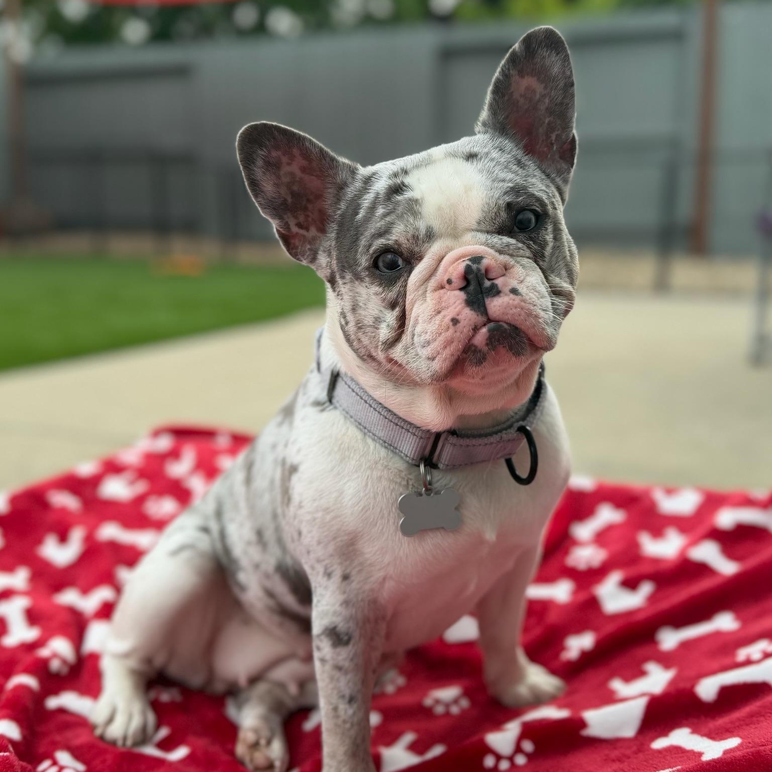 Enlarge Harley, a ADOPTABLE French Bulldog in Citrus Heights, CA image 3/6