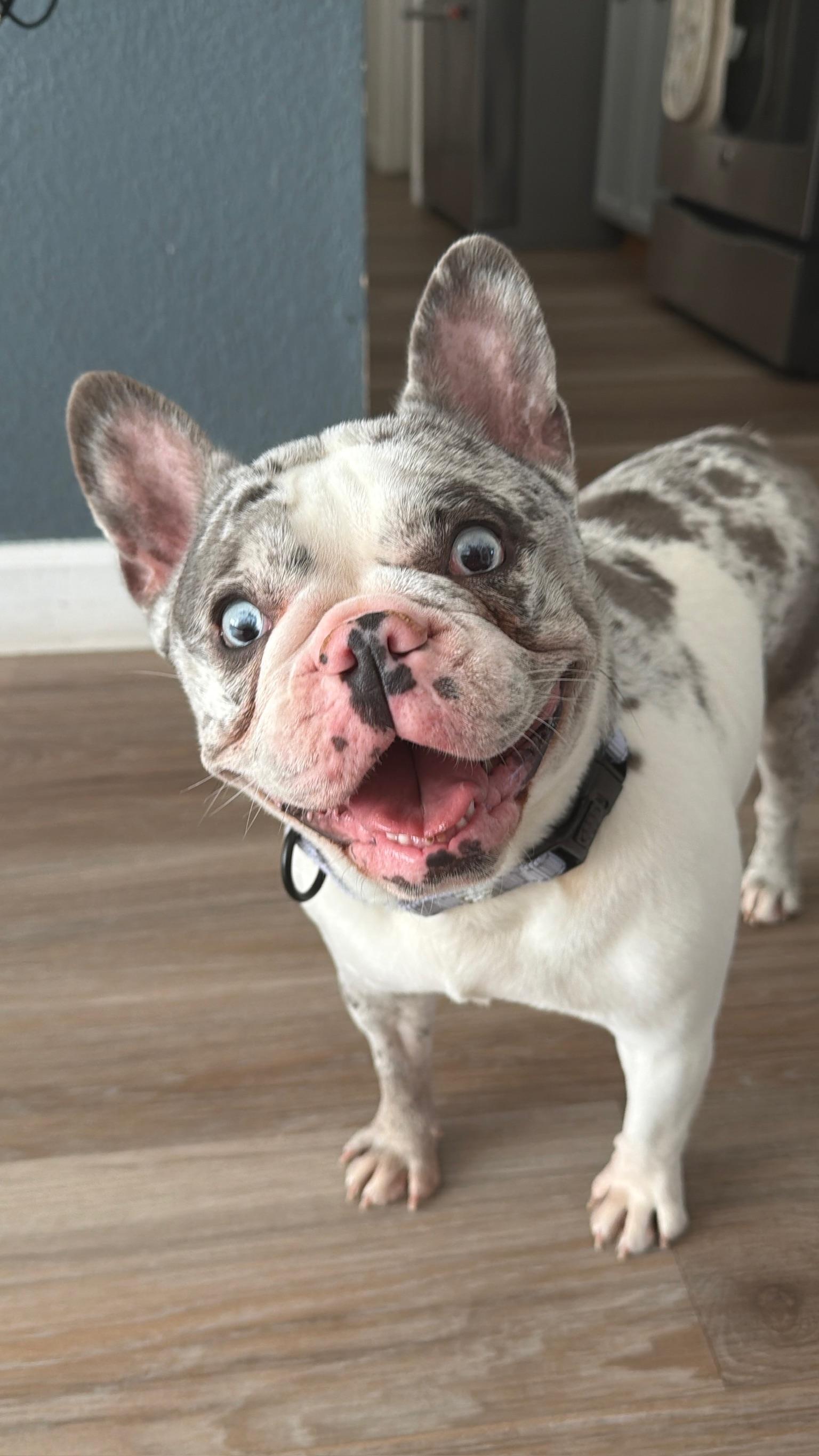 Enlarge Harley, a ADOPTABLE French Bulldog in Citrus Heights, CA image 4/6