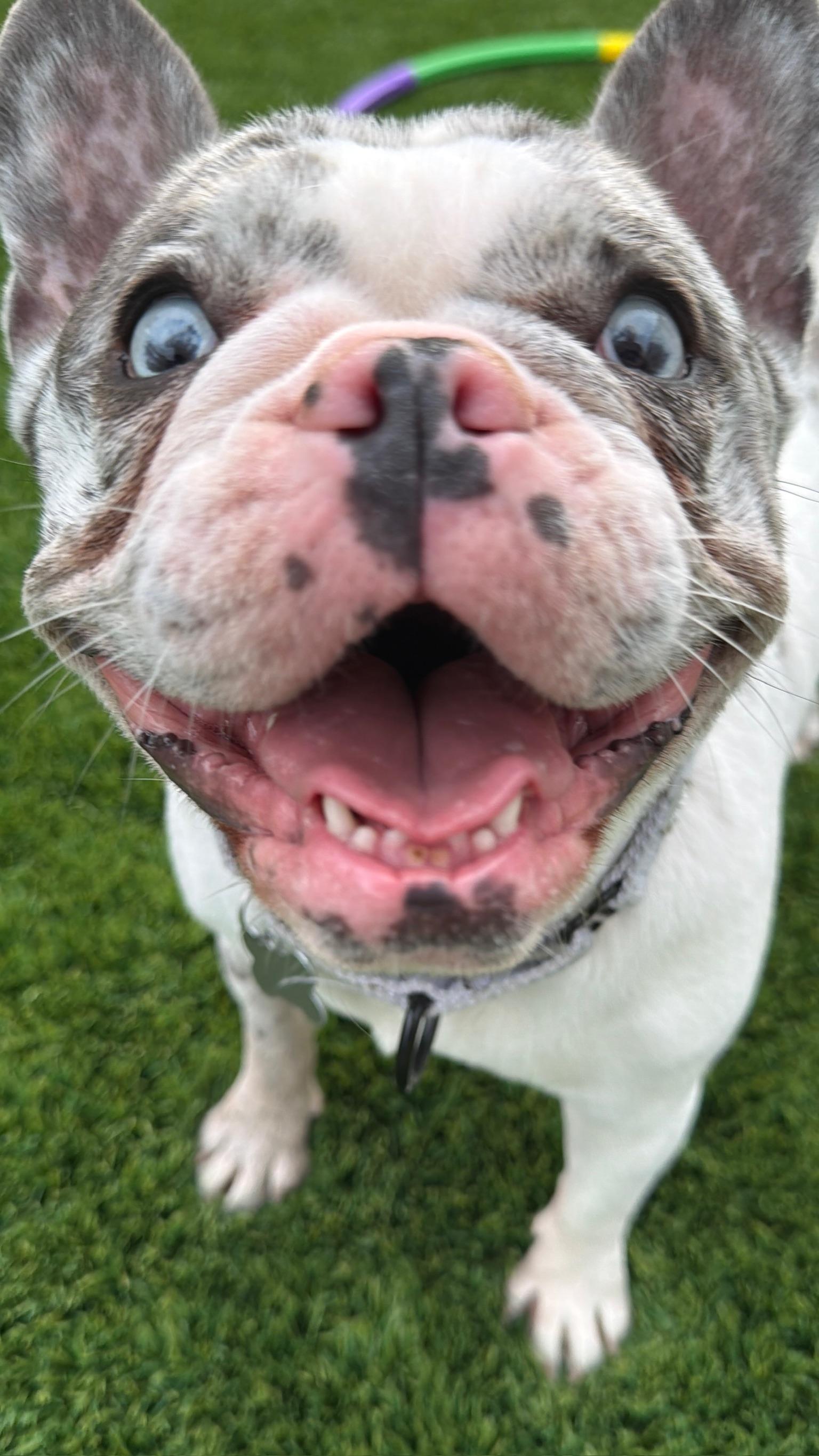 Enlarge Harley, a ADOPTABLE French Bulldog in Citrus Heights, CA image 5/6