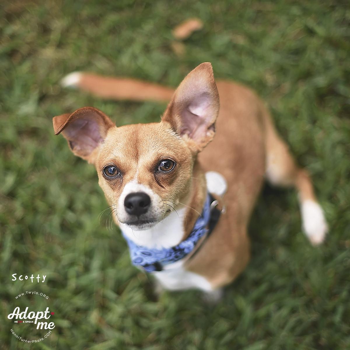 Enlarge Scotty, a ADOPTABLE mixed breed in Kingwood, TX image 3/6