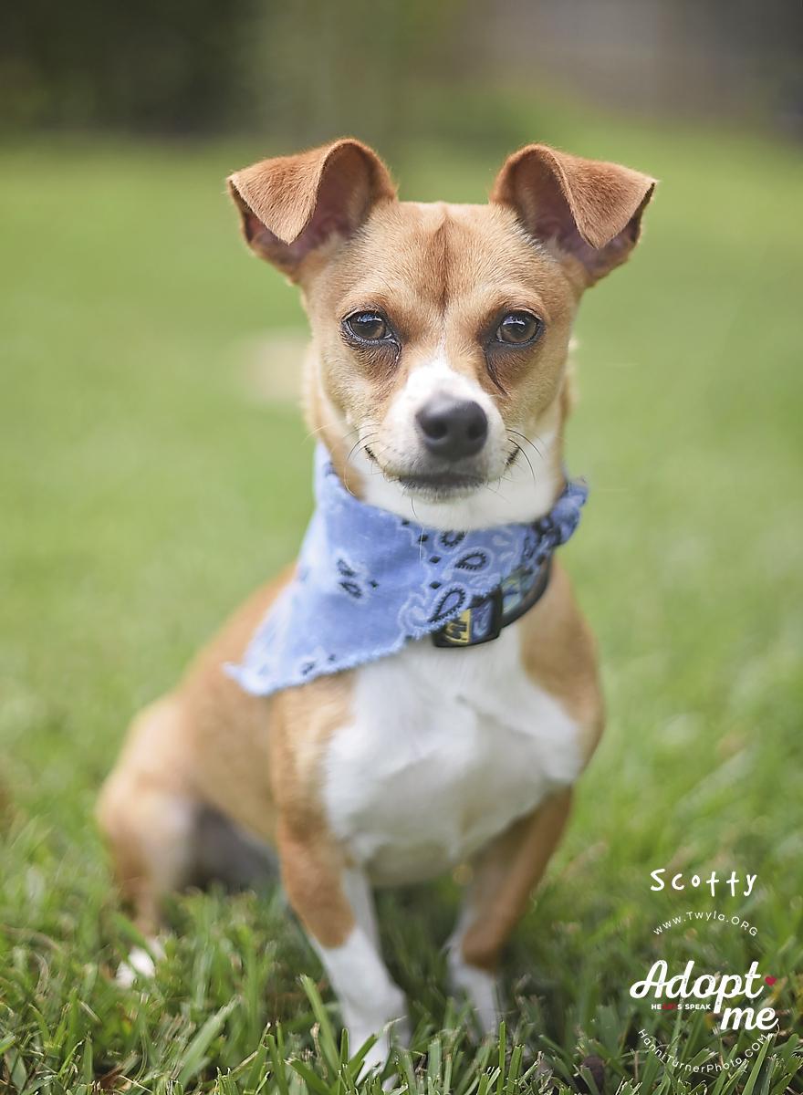 Enlarge Scotty, a ADOPTABLE mixed breed in Kingwood, TX image 5/6