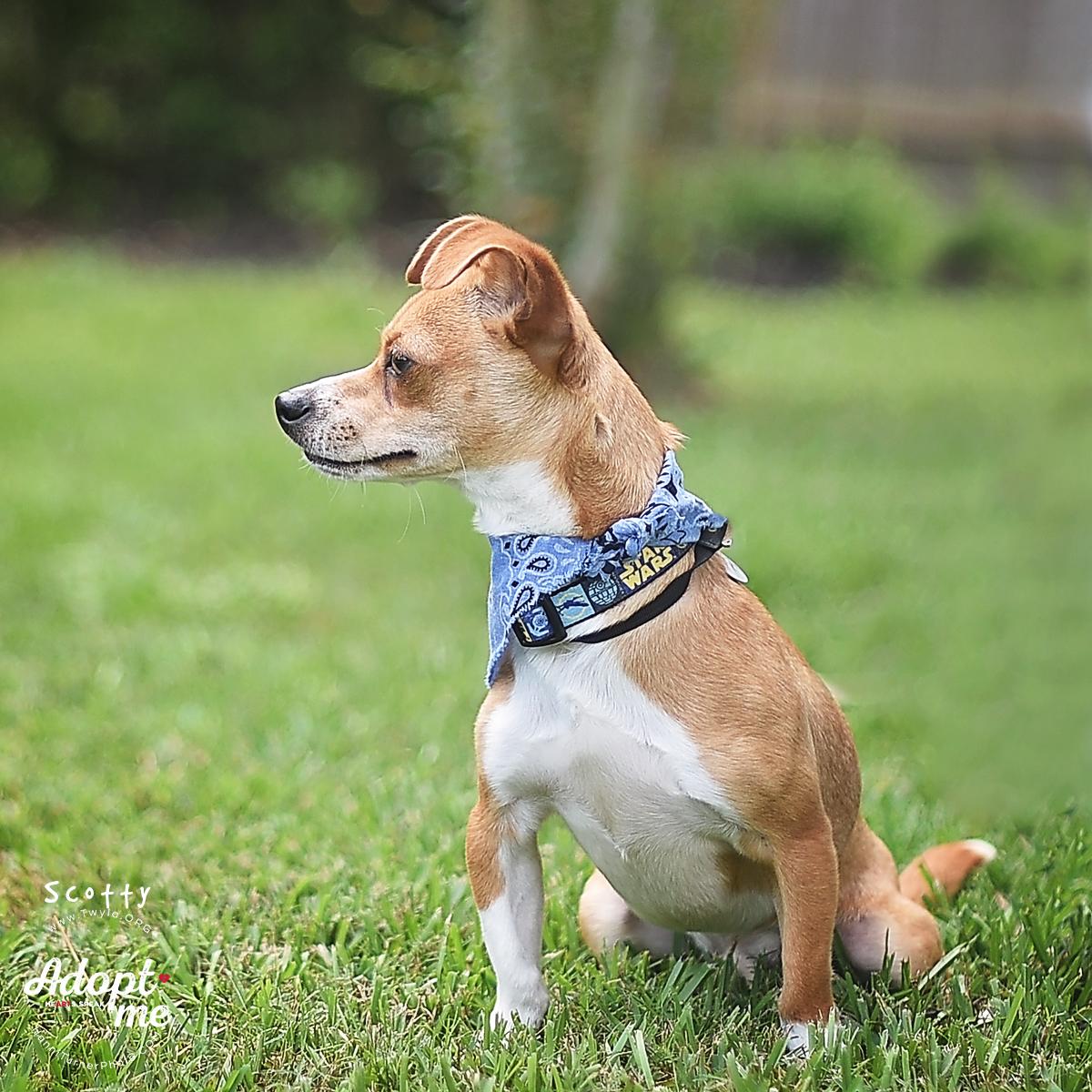 Enlarge Scotty, a ADOPTABLE mixed breed in Kingwood, TX image 2/6
