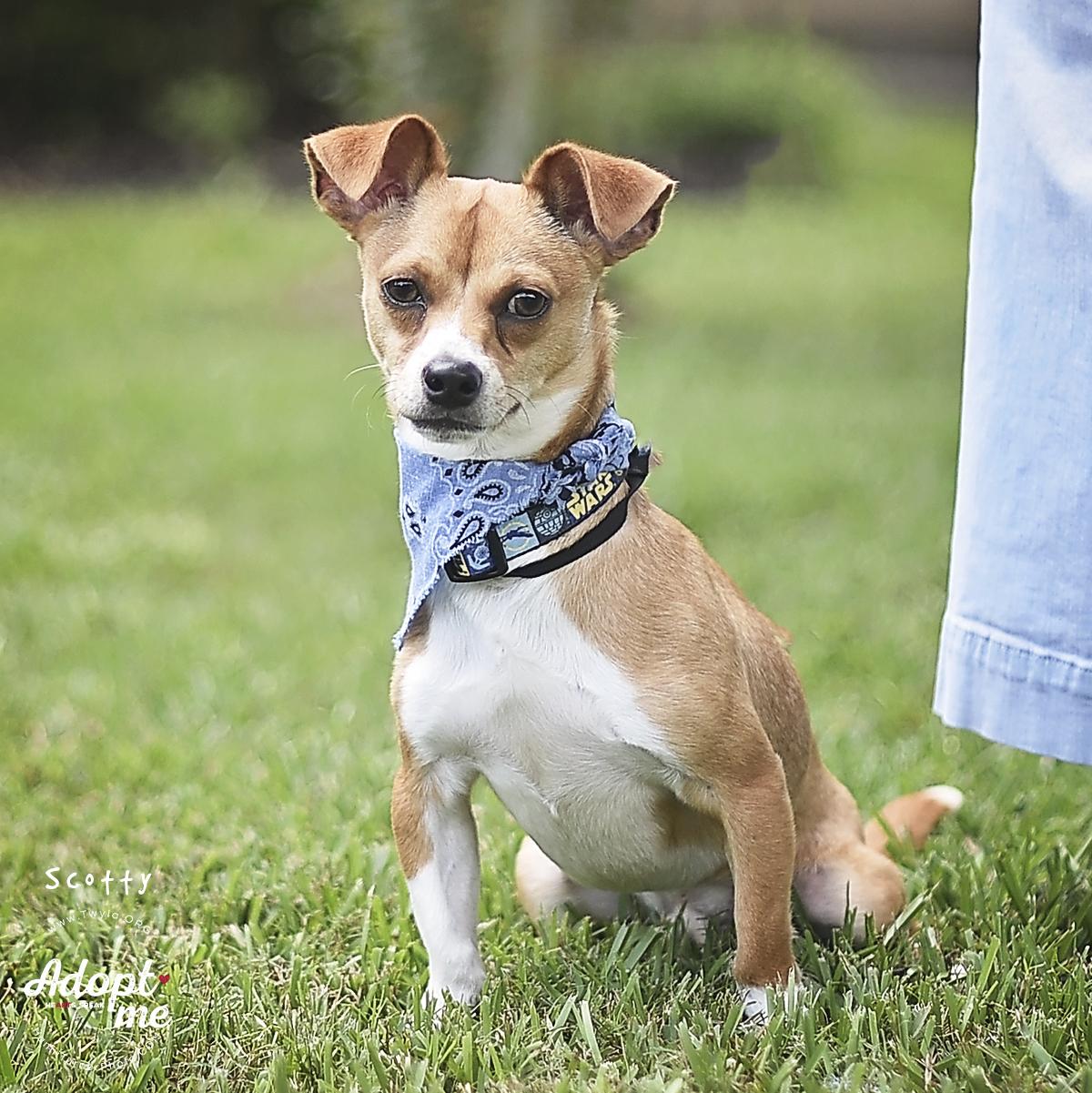 Enlarge Scotty, a ADOPTABLE mixed breed in Kingwood, TX image 1/6