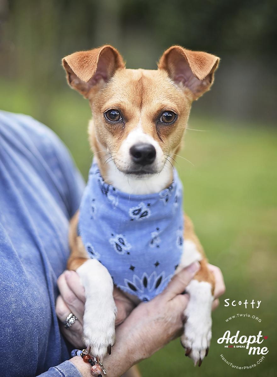 Enlarge Scotty, a ADOPTABLE mixed breed in Kingwood, TX image 4/6