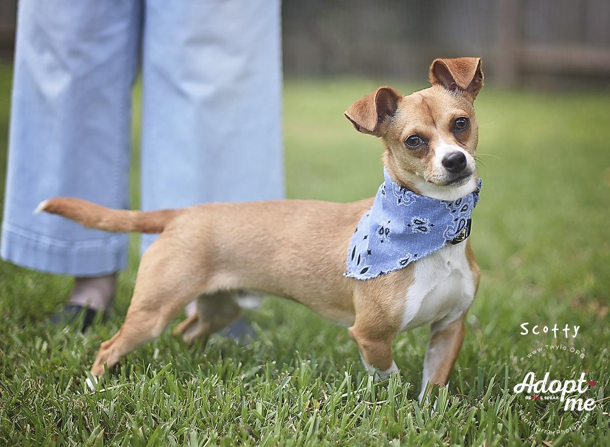 Enlarge Scotty, a ADOPTABLE mixed breed in Kingwood, TX image 6/6