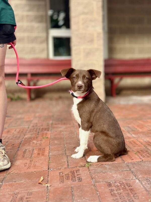 Iris, Adoptable, Young Female Mixed Breed.