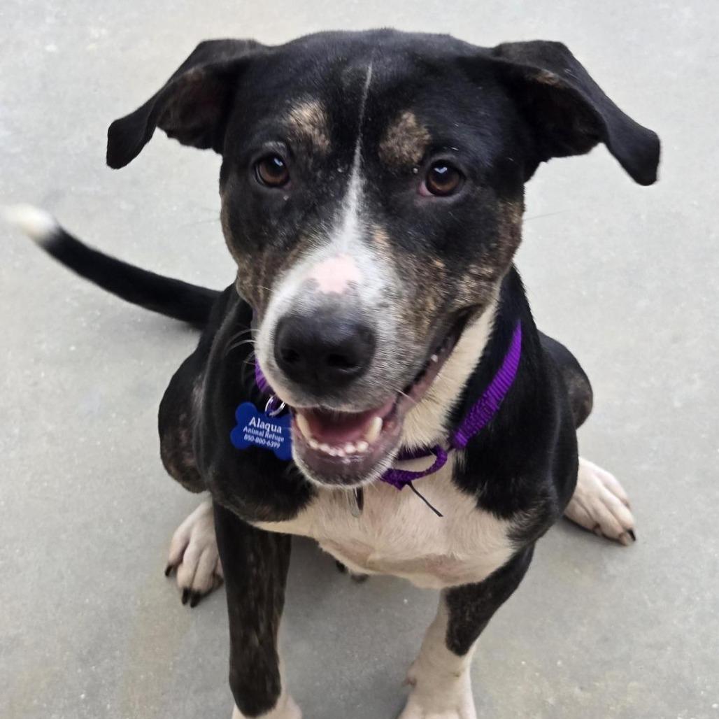 Enlarge Eureka, a Adoptable Mixed Breed in Freeport, FL image 1/3