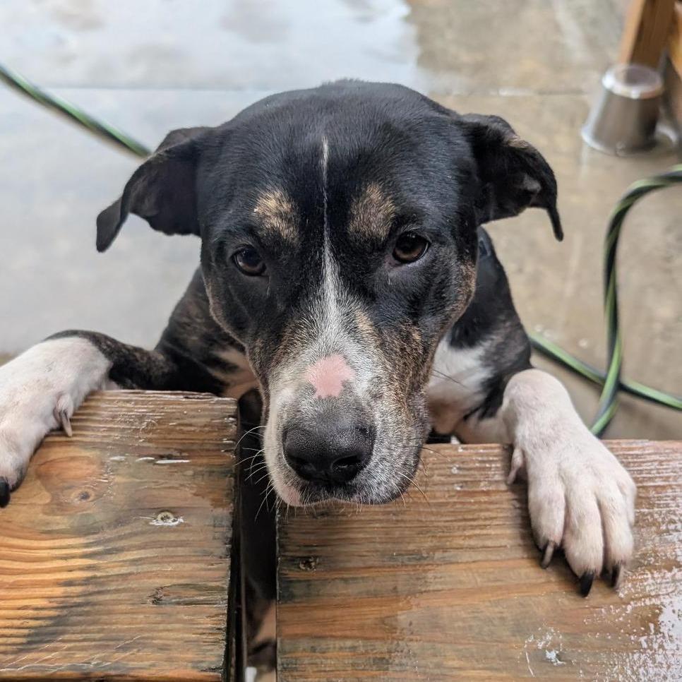 Enlarge Eureka, a Adoptable Mixed Breed in Freeport, FL image 2/3