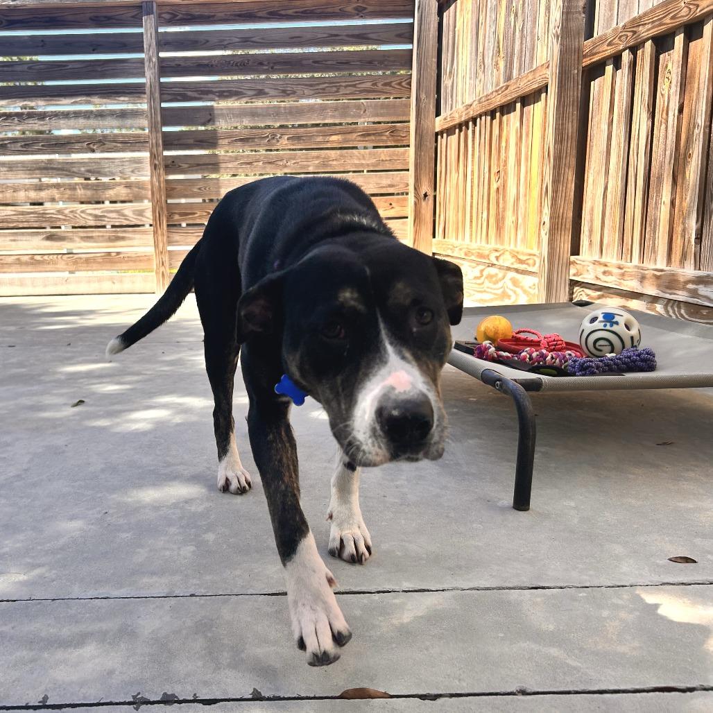 Enlarge Eureka, a Adoptable Mixed Breed in Freeport, FL image 3/3
