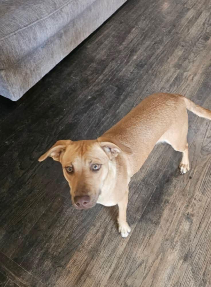 Enlarge Pumpkin (Dog), a Adoptable mixed breed in Randolph, AL image 1/3